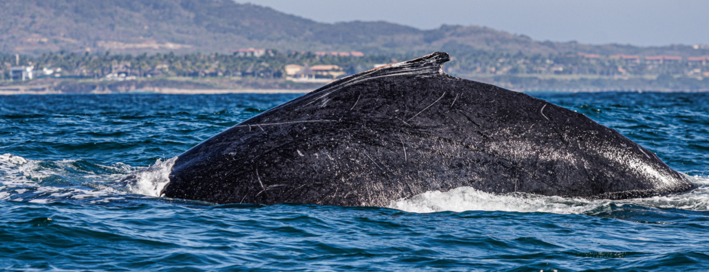 Humpback Whales, Xinalani Retreat
