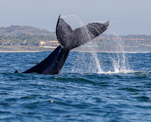 293A1000 Humpback Whales, Xinalani Retreat
